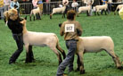 livestock show